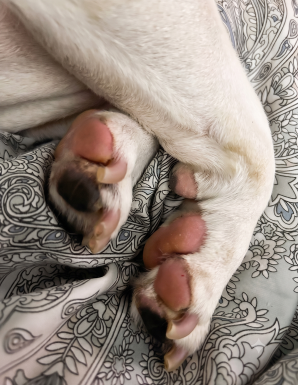 Close-up of a dog's clean white paws